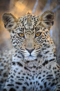 Leopar (Panthera pardus) en güzel gözlere sahip yavru (yavru). Merkez Kalahari. Botswana.
