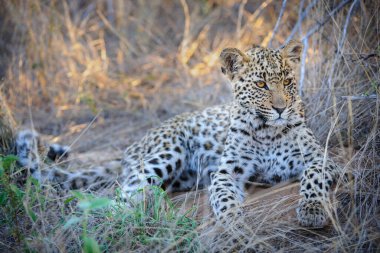 Leopar (Panthera pardus) en güzel gözlere sahip yavru (yavru). Merkez Kalahari. Botswana.