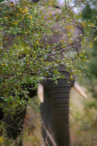 Branches Leaves African Bush Elephant Loxodonta Africana Background Greater Kruger — Stock Photo, Image