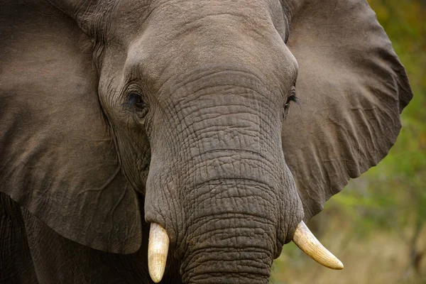 Afrikanischer Buschelefant Loxodonta Africana Greater Kruger National Park Gknp Mpumalanga — Stockfoto