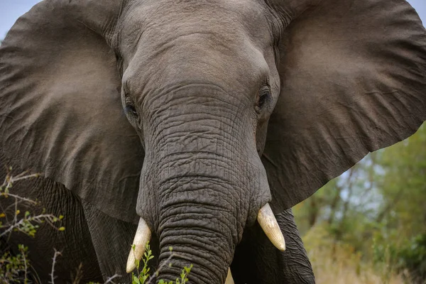 Afrikanischer Buschelefant Loxodonta Africana Greater Kruger National Park Gknp Mpumalanga — Stockfoto