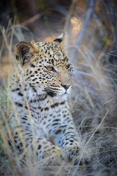 Leopardo Panthera Pardus Giovane Cucciolo Con Gli Occhi Più Belli — Foto Stock