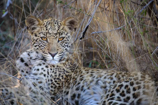 Leopardo Panthera Pardus Giovane Cucciolo Con Gli Occhi Più Belli — Foto Stock