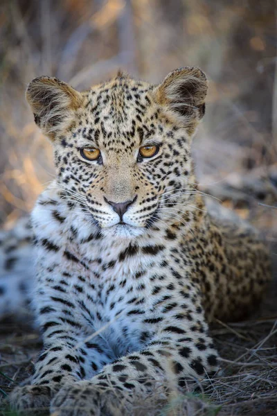 Leopardo Panthera Pardus Juvenil Filhote Com Olhos Mais Bonitos Central — Fotografia de Stock