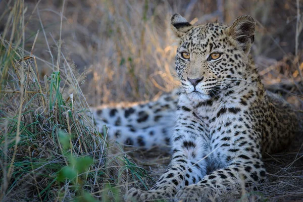 Leopar (Panthera pardus) en güzel gözlere sahip yavru (yavru). Merkez Kalahari. Botswana.