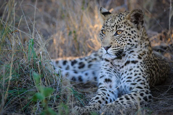 Leopard Panthera Pardus Juvenile Cub Most Beautiful Eyes Central Kalahari — Stock Photo, Image