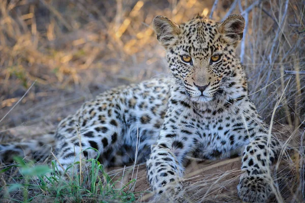 Leopard Panthera Pardus Młodociany Młode Najpiękniejszych Oczach Centralny Kalahari Botswana — Zdjęcie stockowe