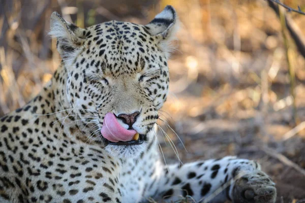 Leopardo Panthera Pardus Fêmea Central Kalahari Botsuana — Fotografia de Stock