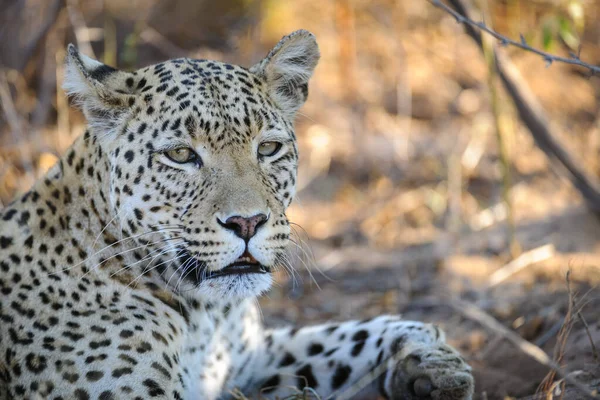 Número Imagem 446028 Leopardo Panthera Pardus Fêmea Central Kalahari Botsuana — Fotografia de Stock