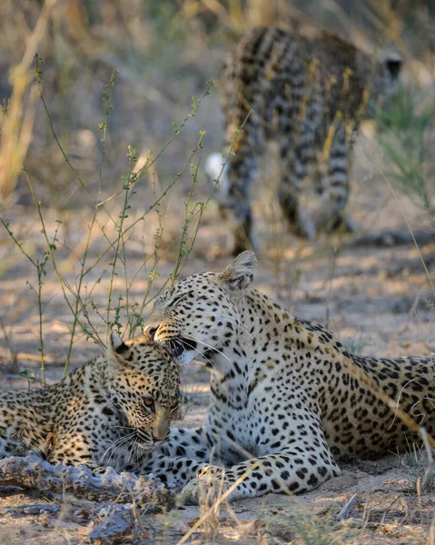 Leopard Panthera Pardus Νεανικό Cub Περιποιείται Από Μητέρα Του Κεντρική — Φωτογραφία Αρχείου