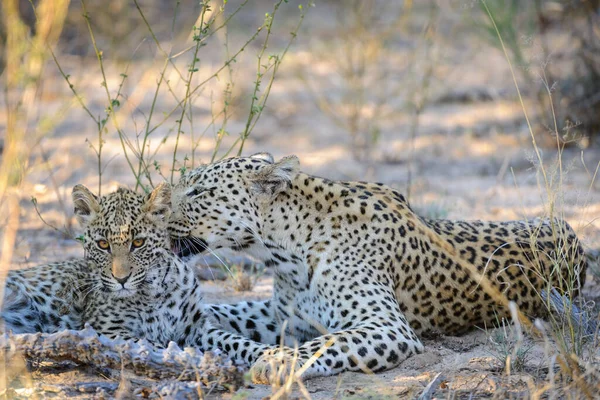Леопард Panthera Pardus Несовершеннолетний Детёныш Ухоженный Матерью Центральный Калахари Ботсвана — стоковое фото