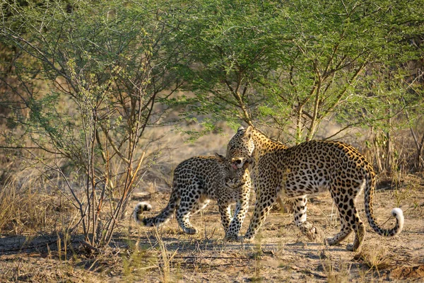 Leopard Panthera Pardus Juvenil Unge Som Vårdas Sin Mor Centrala — Stockfoto