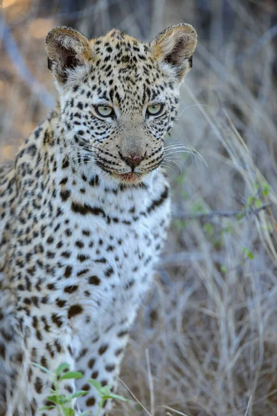 Leopard Panthera Pardus Juvenil Unge Med Vackraste Ögon Centrala Kalahari — Stockfoto