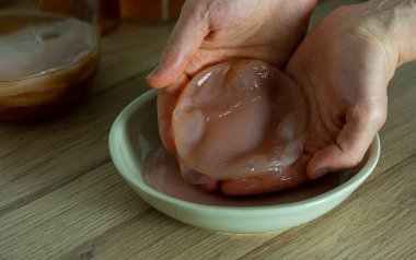 Scoby 'yi tutan adamın elleri. Probiyotik mayalanmış içecek hazırlanıyor. İyi dengeli sindirim sistemi için kombu çayı.