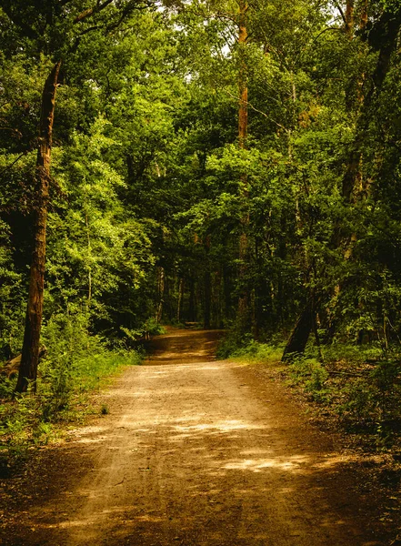 Sentier pédestre dans la forêt avec des arbres des deux côtés. — Photo