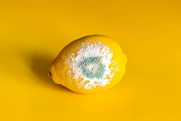 Verdorbene Vergammelte Gelbe Zitrone Mit Weißblauem Schimmel Auf Gelbem Hintergrund — Stockfoto