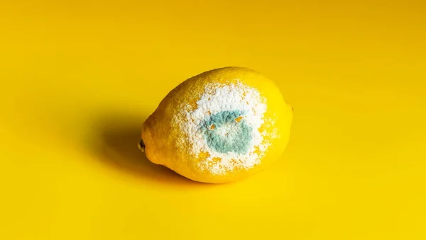 Limón Amarillo Podrido Estropeado Con Moho Azul Blanco Sobre Fondo —  Fotos de Stock