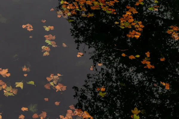 Bright Fallen Autumn Leaves Water Puddle Rain Reflections — Stock Photo, Image