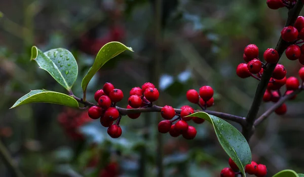 Brunch Autunnale Con Bacche Rosse Nel Parco Foglie Verdi Dopo — Foto Stock