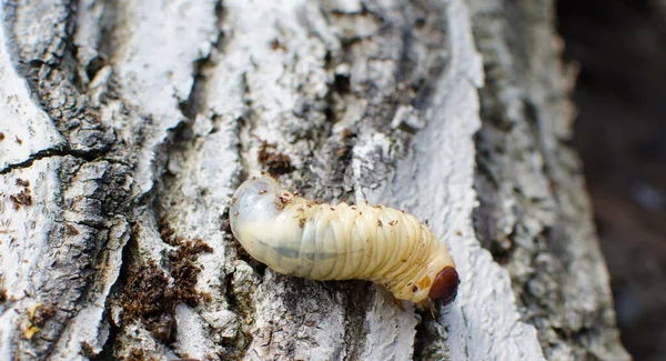 Beetle Larva Deer Προνύμφη Στο Στάδιο Της Μαριονέτας — Φωτογραφία Αρχείου