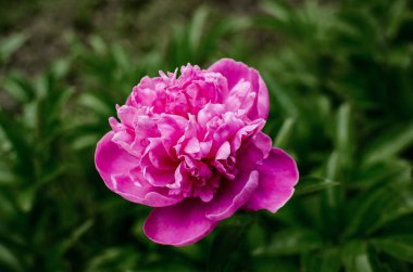 Şakayık çiçekleri yakın plan. Katalog ya da internet mağazası için güzel şakayık çiçekleri. Gri bir duvarın arkasında parlak bir çiçek. Çiçek teslimatı..