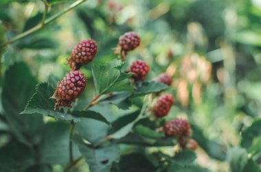 Bahçede bir dal böğürtlen var. Böğürtlenler yakın planda. Blackberry Çalı. Böğürtlen topluyorum. Yeşil arka planda olgun böğürtlenler. Vejetaryenler için sağlıklı yiyecekler.