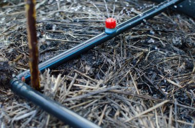 Damlatma sulama. Fotoğraf, sulama sisteminin yükseltilmiş bir yatakta olduğunu gösteriyor. Damla sulamasına karşı yabanmersini çalıları filizlenir..