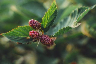 Bahçede bir dal böğürtlen var. Böğürtlenler yakın planda. Blackberry Çalı. Böğürtlen topluyorum. Yeşil arka planda olgun böğürtlenler. Vejetaryenler için sağlıklı yiyecekler.