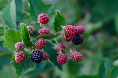 Bahçede bir dal böğürtlen var. Böğürtlenler yakın planda. Blackberry Çalı. Böğürtlen topluyorum. Yeşil arka planda olgun böğürtlenler. Vejetaryenler için sağlıklı yiyecekler.