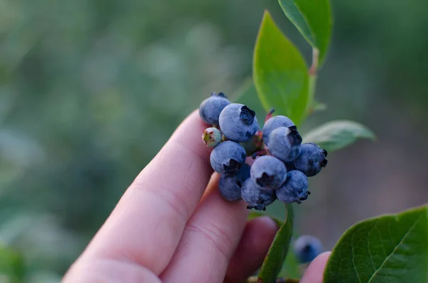 Zbieram Jagody Pomysł Zbiórkę Samica Trzyma Świeże Organiczne Jagody Krzaka — Zdjęcie stockowe