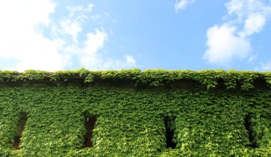 Yabani otlarla kaplı bir ev. Yazın sarmaşık.