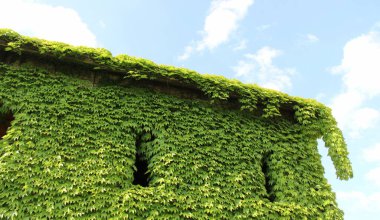 Yabani otlarla kaplı bir ev. Yazın sarmaşık.