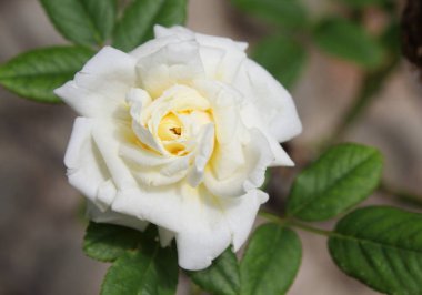 Yazın Bahçede Beyaz Gül