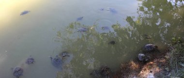 Gölette kaplumbağa ailesi