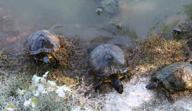 Gölette kaplumbağa ailesi