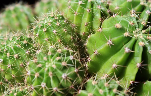 Planta Gorda Com Espinhos Pungente — Fotografia de Stock