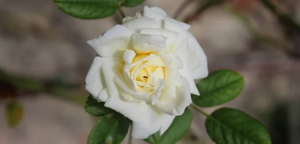 White Rose Garden Summer — Stock Photo, Image