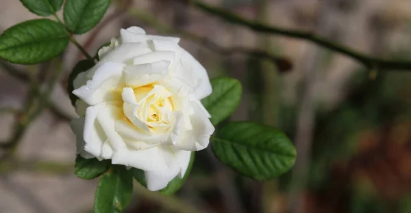 White Rose Garden Summer — Stock Photo, Image
