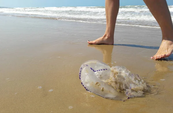 Yazın deniz kenarında ölü denizanası.