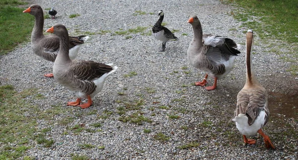 Geese Family Walking Park — Stock Photo, Image
