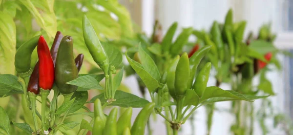 Pikantne Kolorowe Chili Ogrodzie Warzywnym Lecie — Zdjęcie stockowe