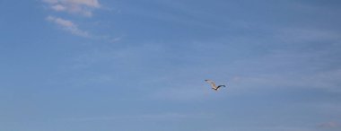 Yalnız martı gökyüzünde özgürce uçuyor