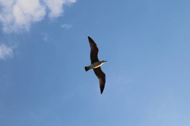 Yalnız martı gökyüzünde özgürce uçuyor