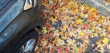 Sonbaharda kırsalda araba sürmek.