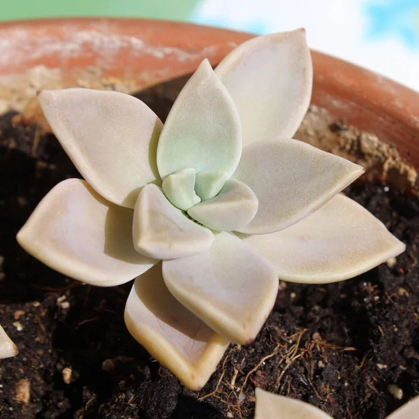 Succulent Plant Petals Pot — Stock Photo, Image