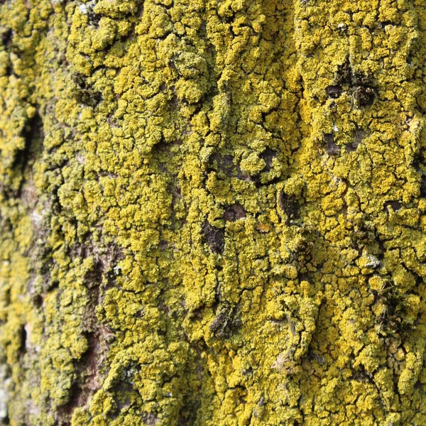 Green moss on the tree trunk