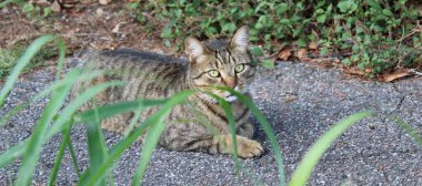 Evcil kedi özgürce yürüyor.