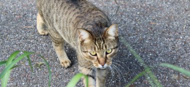 Evcil kedi özgürce yürüyor.