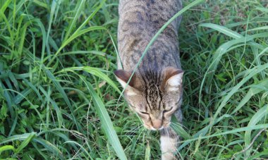 Evcil kedi özgürce yürüyor.