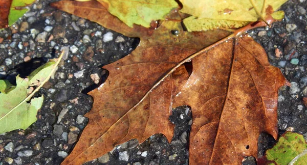 Bunte Herbstblätter Einem Sonnigen Tag — Stockfoto